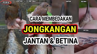 Tips Membedakan Burung Jongkangan / Cingcoang Jantan & Betina !! 🐦