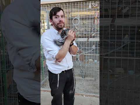 ה- צ'ינצ'ילה חלק 1 | ישראל חיות וטבע