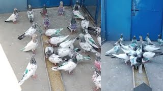 Kabootar After Landing In Tournament All Pakistan |Mirpur Pigeons Page
