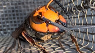 Giant Hornets Up Close: From Sting to Wing