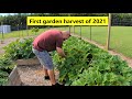 First raised bed garden harvest of 2021! #339