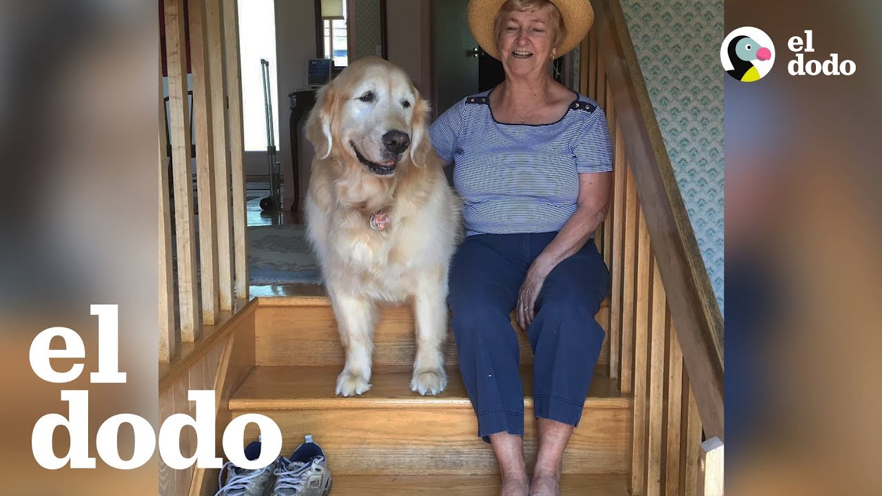 Perro mayor AMA visitar a su vecina