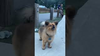 Pomeranian Howling