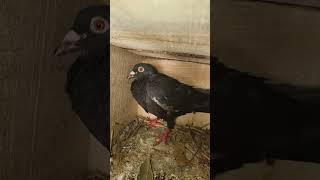 black jack sale,,, price 400/ contact number 6299153172