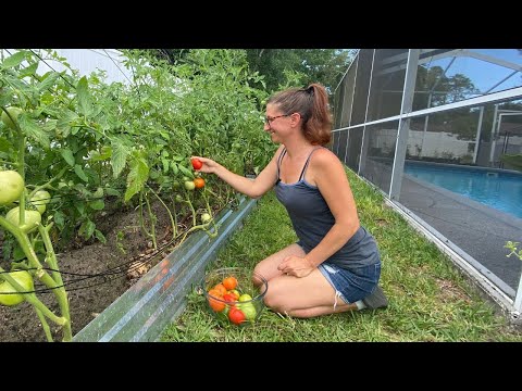 Video: Jesu li sandia paprike ljute?