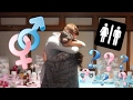 Our Baby Gender Reveal!