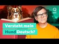 Knnen hunde unsere sprache verstehen  quarks dimension ralph