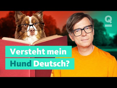 Video: Dieses intelligente Halsband macht alles, aber lesen Sie den Verstand Ihres Hundes