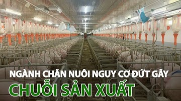 Ngành chăn nuôi nguy cơ đứt gãy chuỗi sản xuất| VTC14