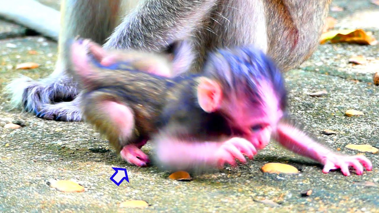 Newborn baby MIRA learning to walks again shaking step_ Love theses monkey baby MIRA !!
