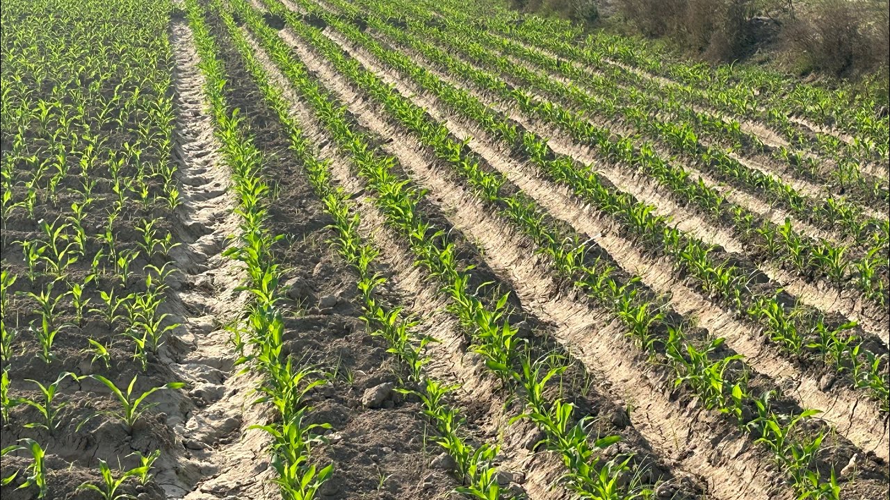 makki nu pani lon da tarika