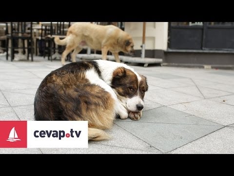 Video: Kronik Köpek Hastalıkları Bunalmadan Nasıl Yönetilir?