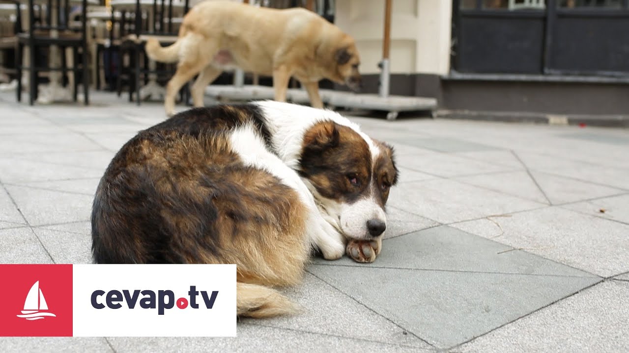 köpeklerde genç hastalığı tedavisi uzman tv