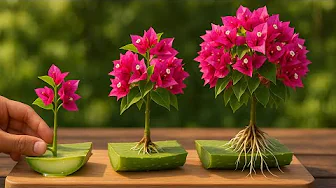 Technique of "Propaginating" Bougainvillea with Aloe Vera/ Flowers bloom all year round.