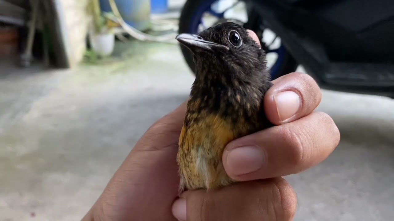 CARA MEMBEDAKAN ANAKAN MURAI BATU BORNEO JANTAN & BETINA !!!