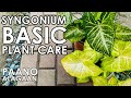 SYNGONIUM BASICS | Paano Mag Alaga ng Arrow Head Vine | Plant Care For Beginners
