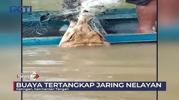 Heboh! Buaya Tersangkut Jaring Nelayan di Katingan #SeputariNewsPagi 18/11