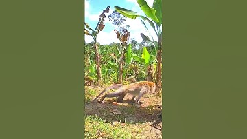 🔴Hama monyet kena jerat di kebun pisang