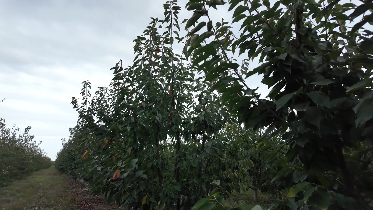 Maksima 14  Əkməyin Meyvə gətirmir deyənlər mütləq baxsın. Xaçmaz Bağları