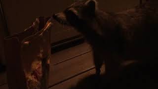 Tonight&#39;s Raccoon feeding