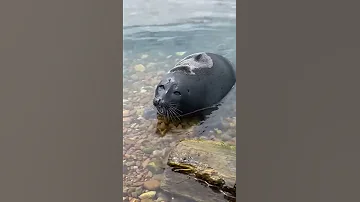Нерпенка выбросило на берег Байкала