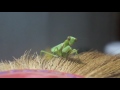 Большой богомол, big mantis