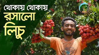 মধুমাস জৈষ্ঠ্যের সুস্বাদু ও রসালো লিচু | Shykh Seraj | Bangladesh Television |