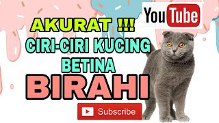 Download Lagu Kucing Betina Birahi MP3 Kucing Betina Birahi