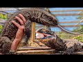 Exploring reptile paradise introducing our new monitor lizards roughneck  black throat