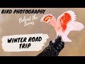 Bird Photography Behind The Scenes - Winter Road Trip - Jan Wegener Vlog