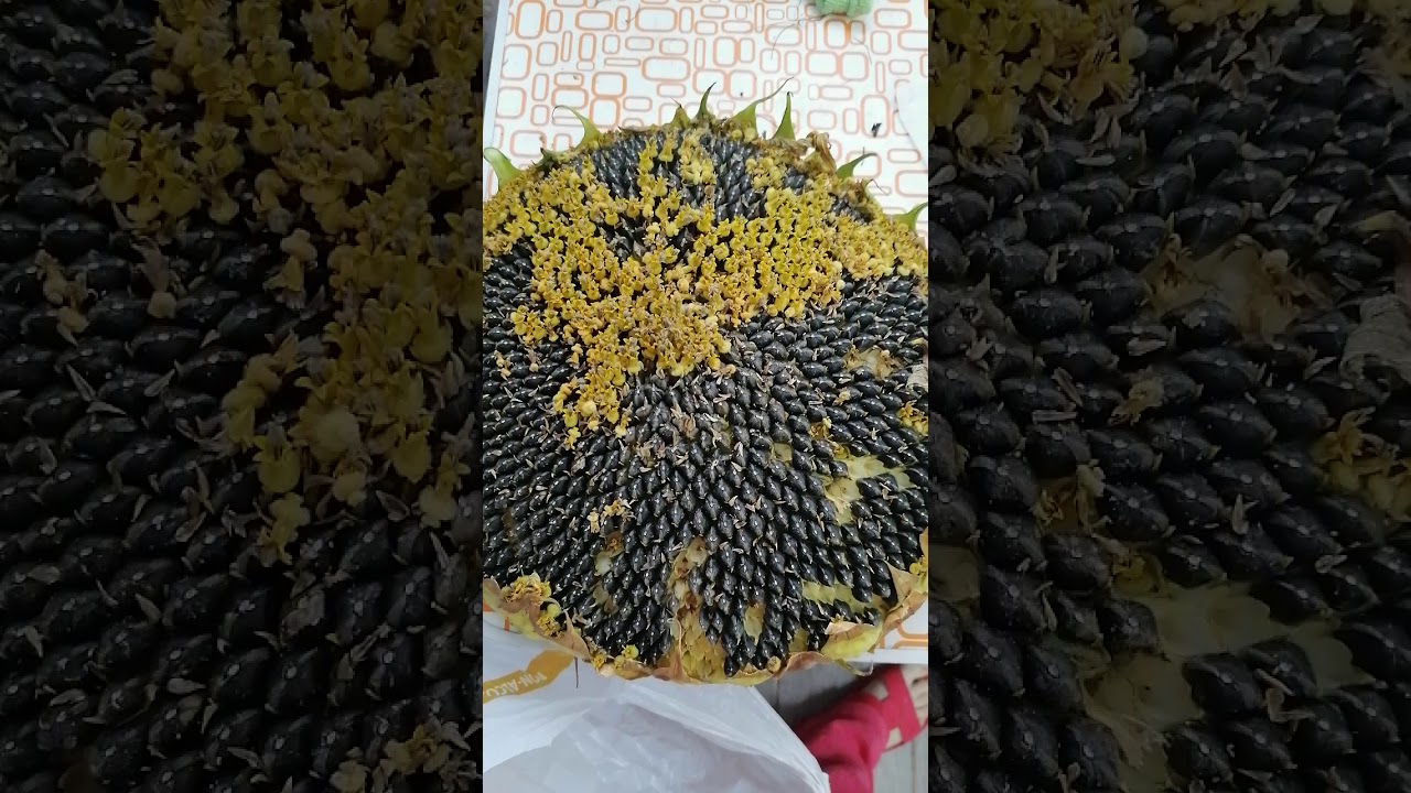 Попугаи едят подсолнух