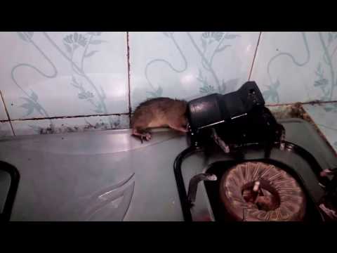 Perangkap Tikus Joni Cat - Semarang Perangkap Tikus Joni Cat - Semarang