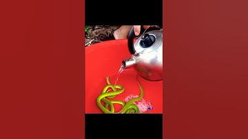 Kinh Dị rắn lục đuôi đỏ nướng muối ớt