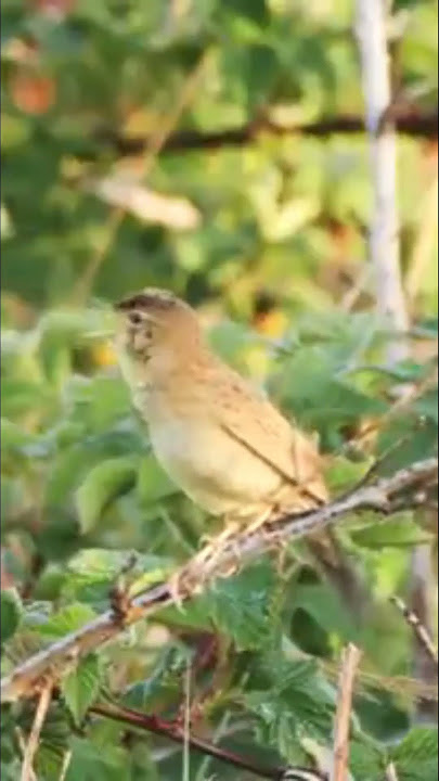 Grasshopper Warbler #birds #burungkicaudialamliar #birdsounds #terapiburungmacet #wildlife