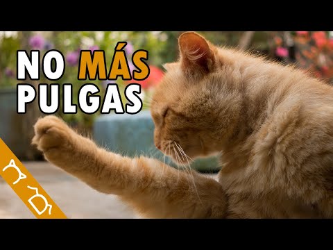 Video: Cómo Eliminar Las Pulgas De Un Gato En Casa