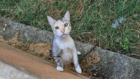Watch the video about Mother cat constantly meows asking for food for her little kittens.