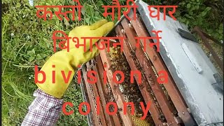 कस्तो मौरी  घार  बिभाजन गर्ने  division a colony bee hive