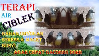 TERAPI BURUNG CIBLEK SEMUA JENIS ,pas buat burung bahan,omyokan,stress,\u0026 macet bunyi