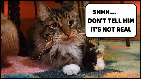 Video 7833171: cutecat norwegianforestcat, norwegianforestcat cat, cat cutecat funnycats, cat cutecat funny