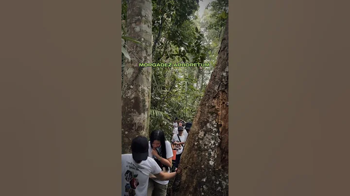 Tree Hugging - Morgadez Arboretum