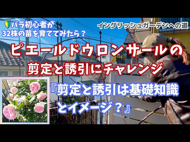 初心者🔰でも出来る！ピエールドゥローサールの剪定と誘引の秘訣!開花
