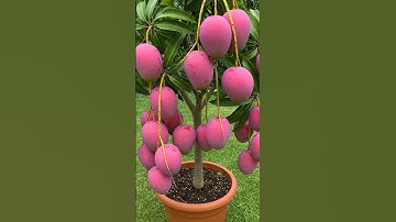 🌿MANGO Trees Are Easier to Propagate Than You Think #mango