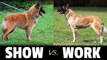 WORKING or SHOW Line Dog? | Belgian Shepherd Tervuren | Things to Know