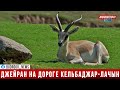 На дороге Кельбаджар - Лачын появился джейран