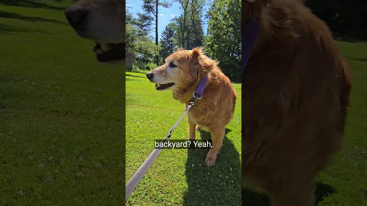 Память о Титане #золотистаясобака #золотистыйретривер #собака #собачьяжизнь