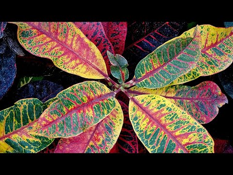 Video: Kako razmnožiti kroton: reznice, otvori za zrak i razmnožavanje sjemena, pravila i karakteristike njege cvijeća