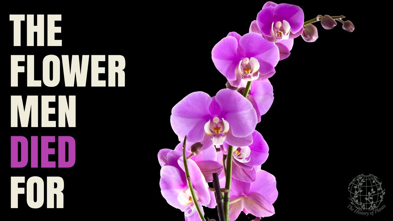 Orchid Obsession: The Botanical Scandal You’ve Never Heard Of