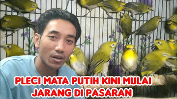  EDI JOVANIS.. BURUNG .PALING DI CARI PLECI MATA PUTIH 