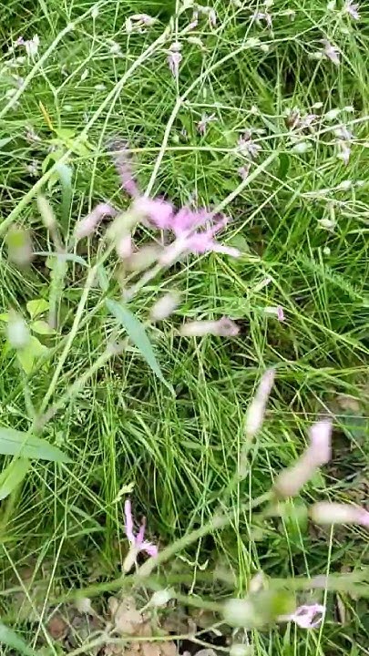 кукушкин цвет - YouTube