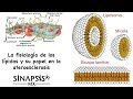 Fisiología de los lípidos y su papel en la ateroesclerosis